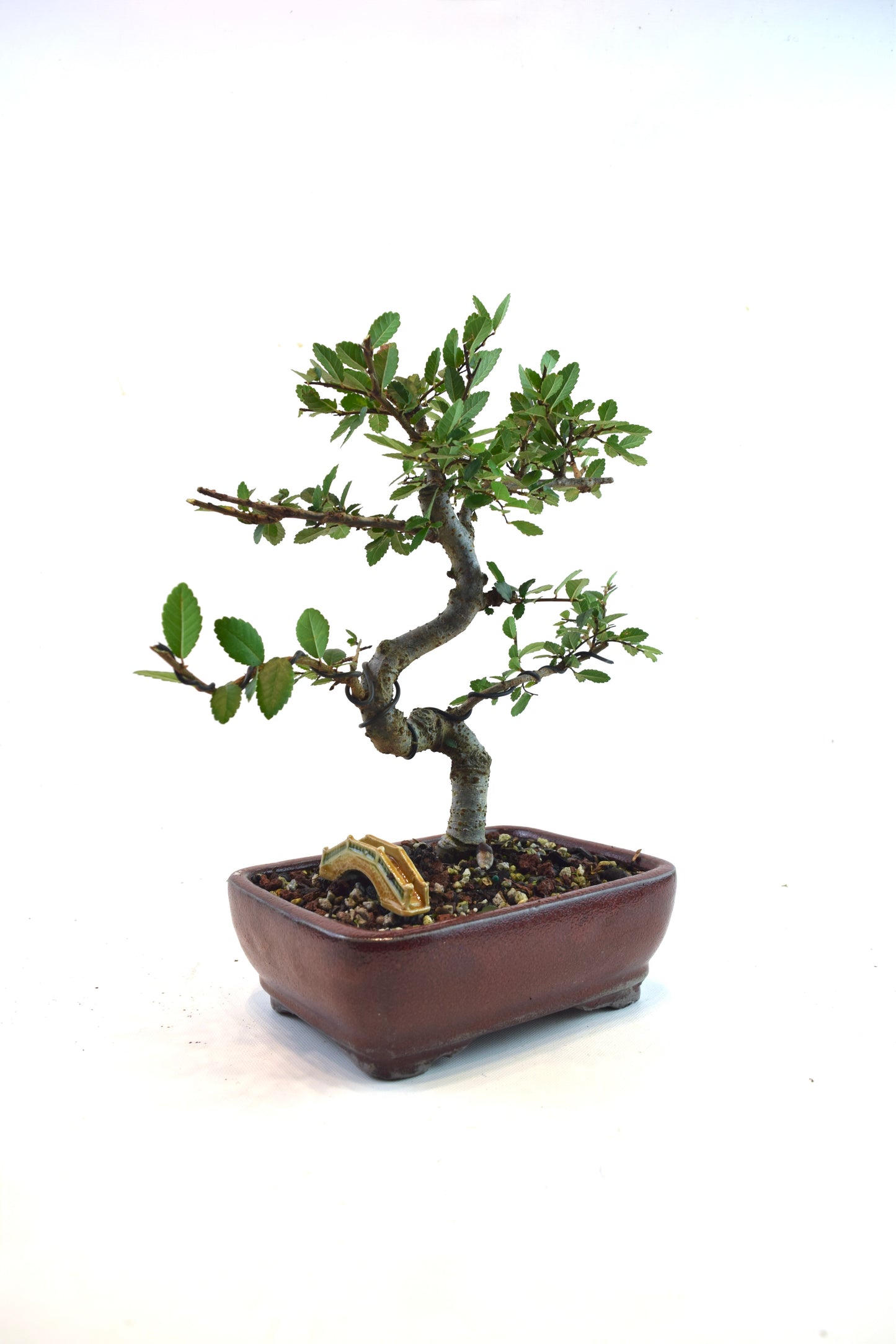 Chinese Elm Bonsai Tree in 7.25" Pot - One of a Kind Bonsai