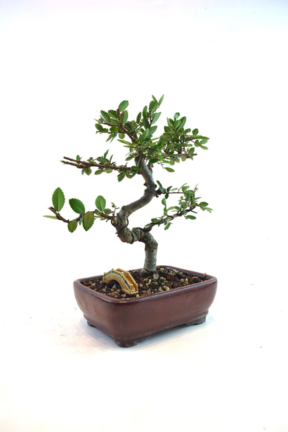Chinese Elm Bonsai Tree in 7.25" Pot - One of a Kind Bonsai