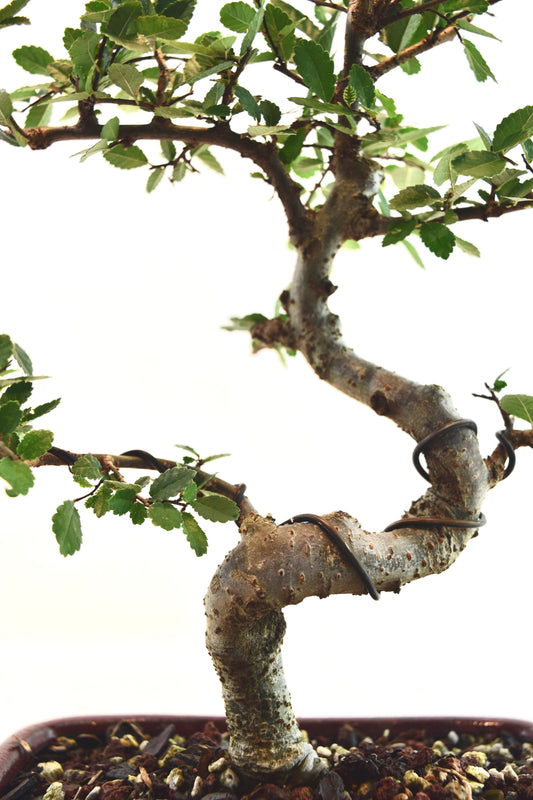 Chinese Elm Bonsai Tree in 7.25" Pot - One of a Kind Bonsai