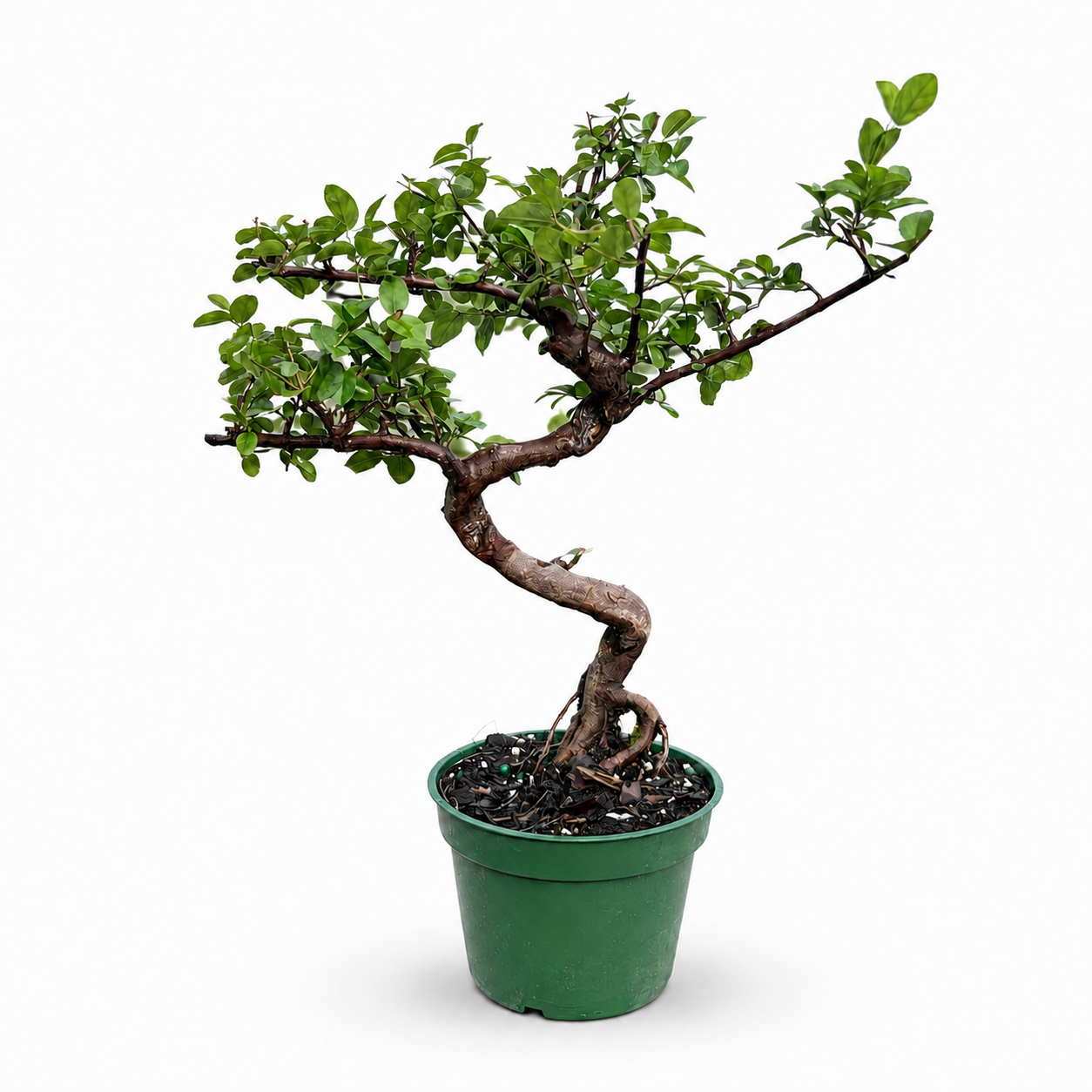 Chinese Sweet Plum in 4" Pot - Pre Bonsai