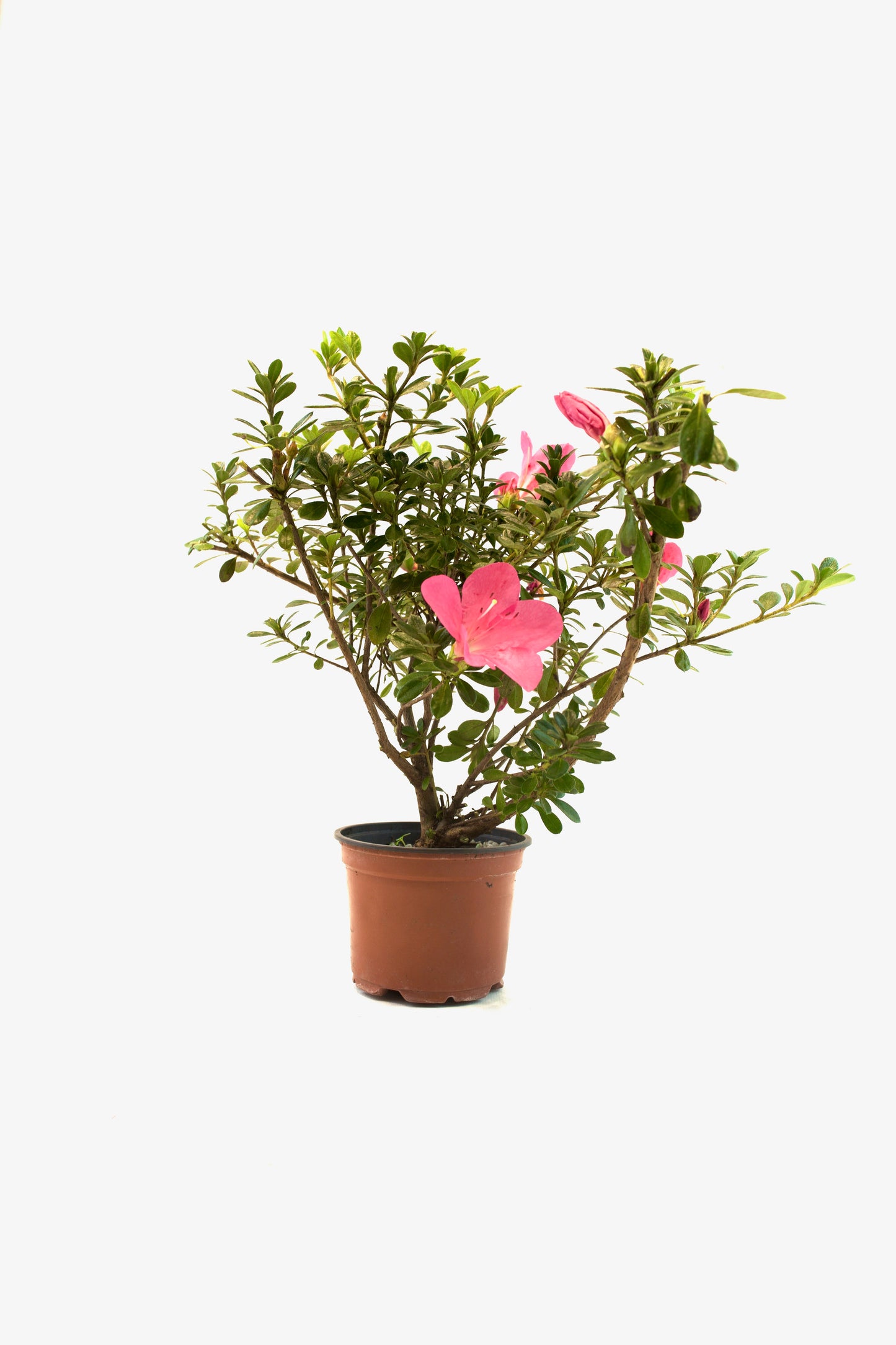 Chinzan Azalea Bonsai Ceramic 4" Pot - Pre Bonsai