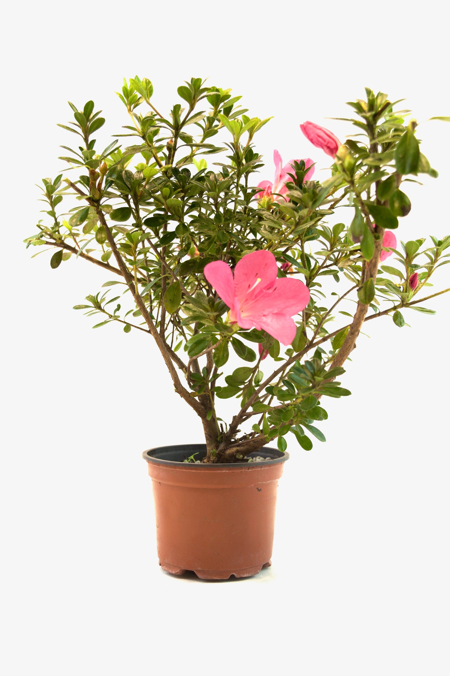 Chinzan Azalea Bonsai Ceramic 4" Pot - Pre Bonsai