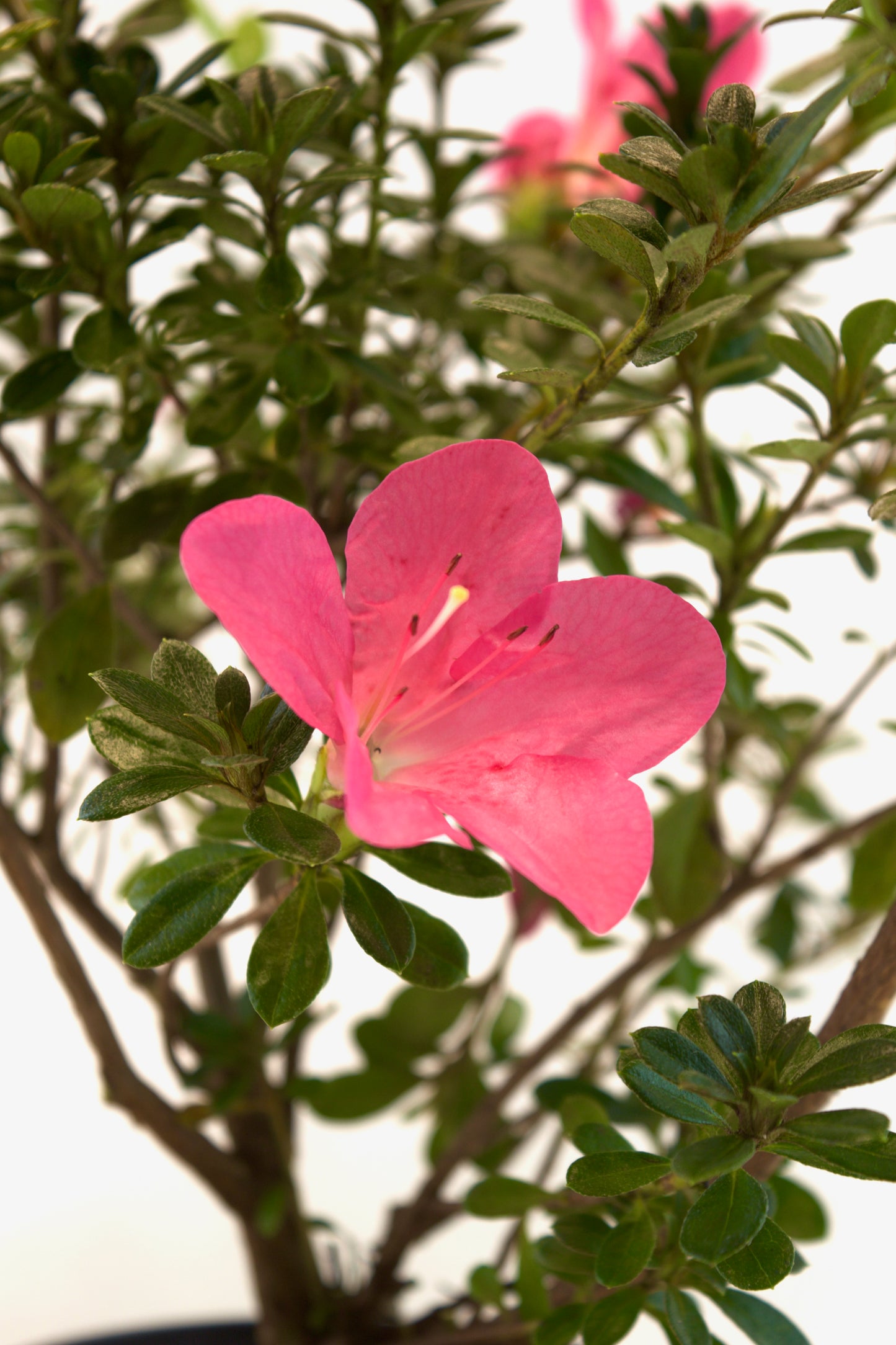 Chinzan Azalea Bonsai Ceramic 4" Pot - Pre Bonsai