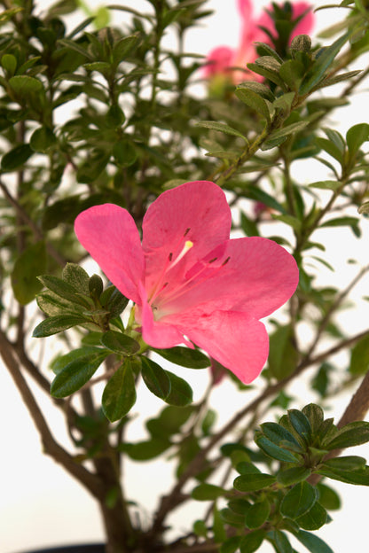 Chinzan Azalea Bonsai Ceramic 4" Pot - Pre Bonsai