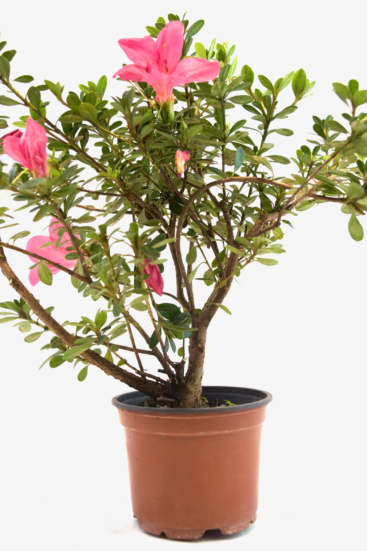 Chinzan Azalea Bonsai Ceramic 4" Pot - Pre Bonsai