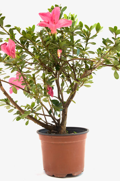 Chinzan Azalea Bonsai Ceramic 4" Pot - Pre Bonsai
