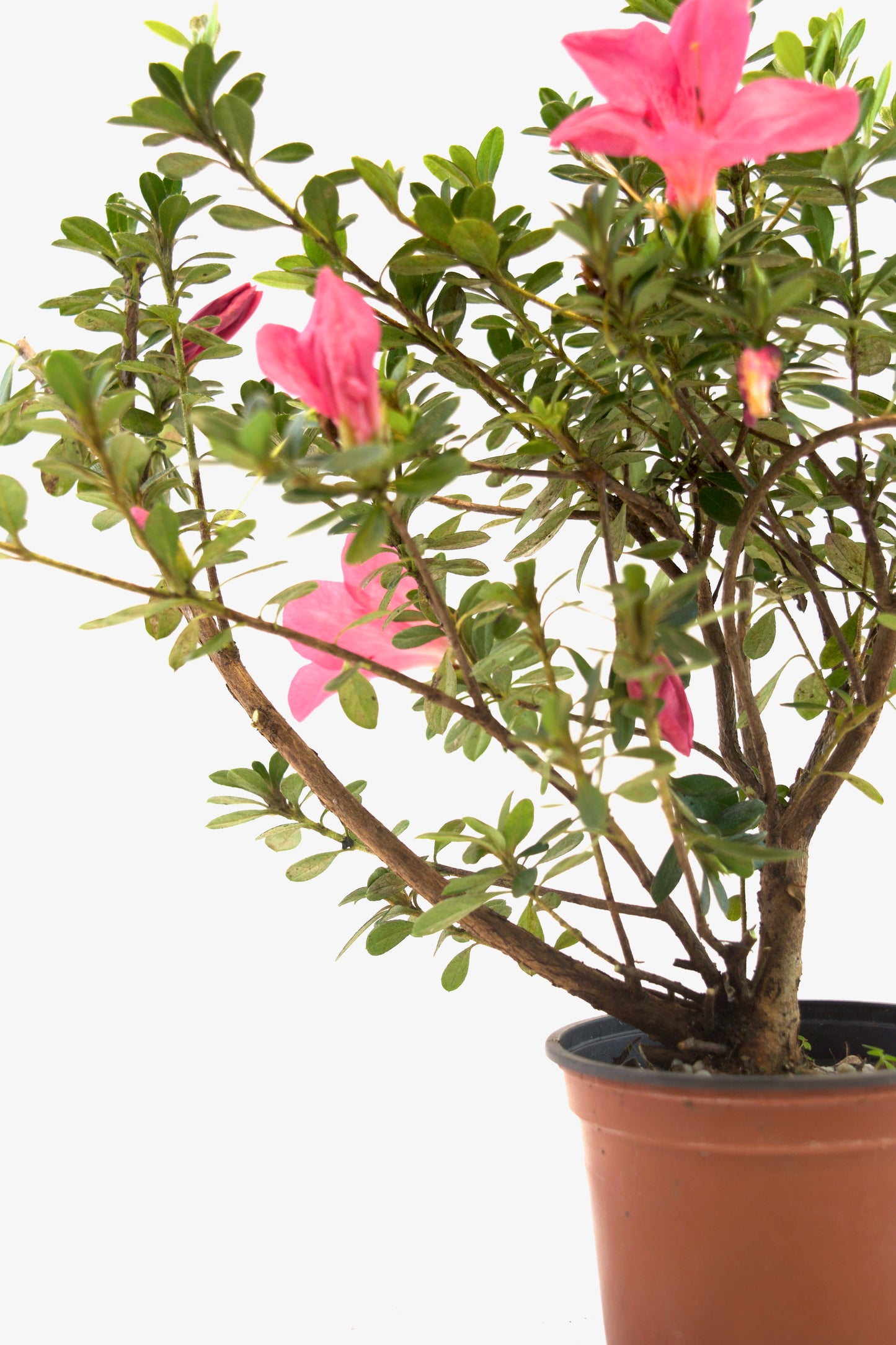 Chinzan Azalea Bonsai Ceramic 4" Pot - Pre Bonsai