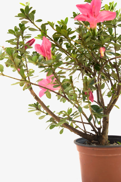 Chinzan Azalea Bonsai Ceramic 4" Pot - Pre Bonsai