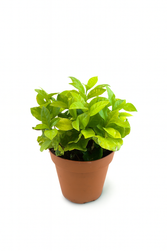 Coffee Plant – 4" Pot