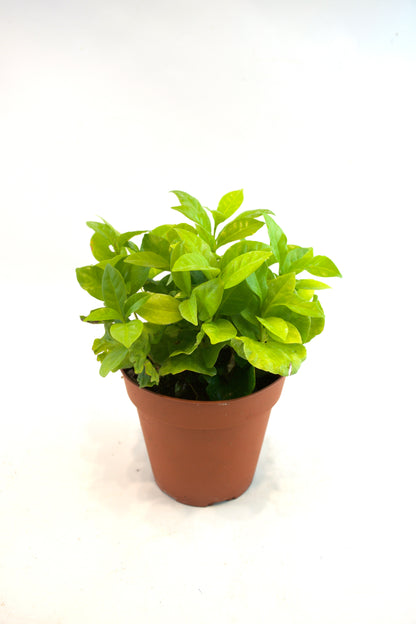 Coffee Plant – 4" Pot