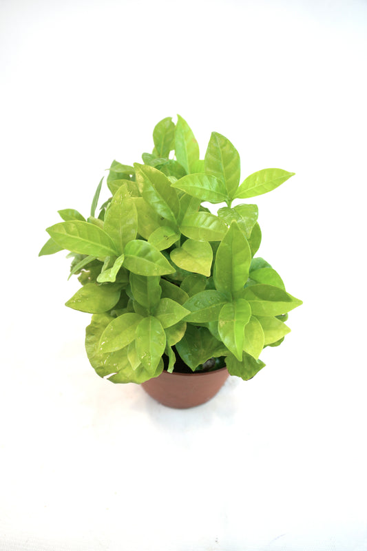 Coffee Plant – 4" Pot