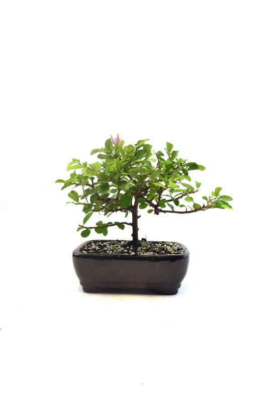 Grewia Lavender Star Bonsai Tree in 5" Pot - Similar Bonsai