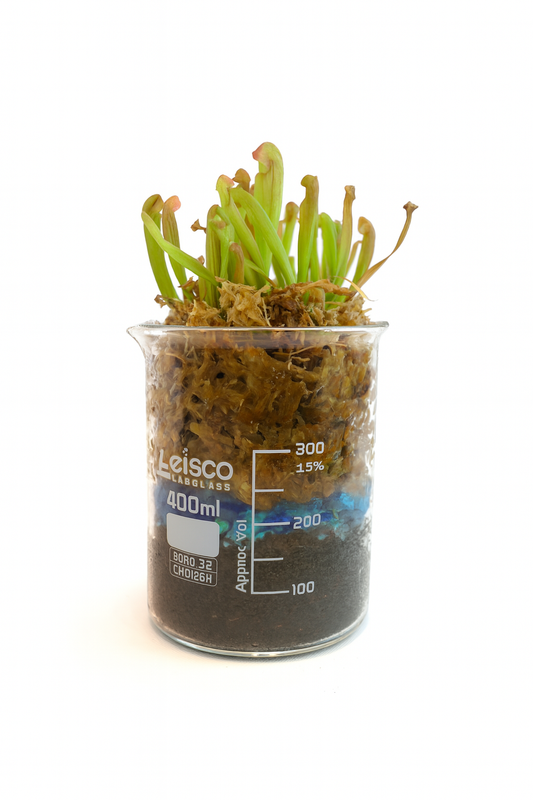 Danas Delight Pitcher Plant in 400mL Beaker