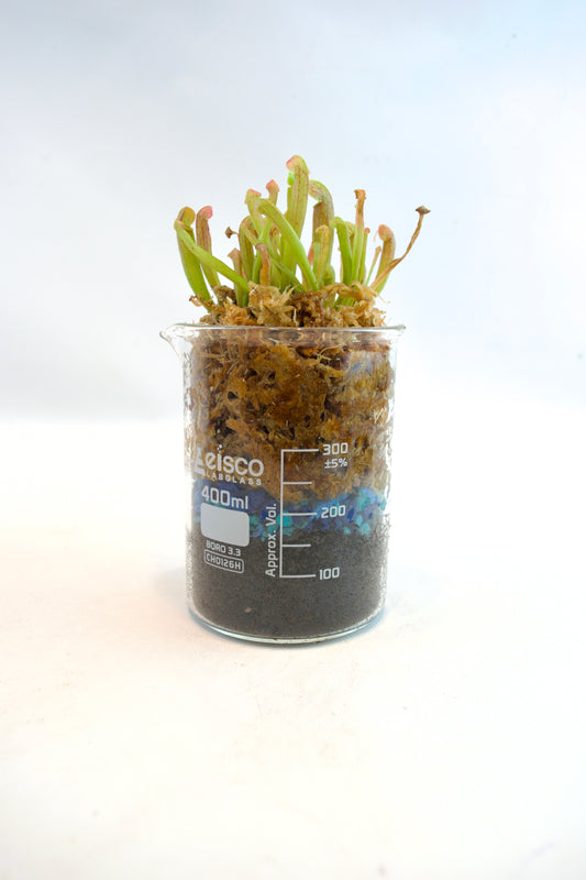 Small plant in a beaker with elisco branding on a white background