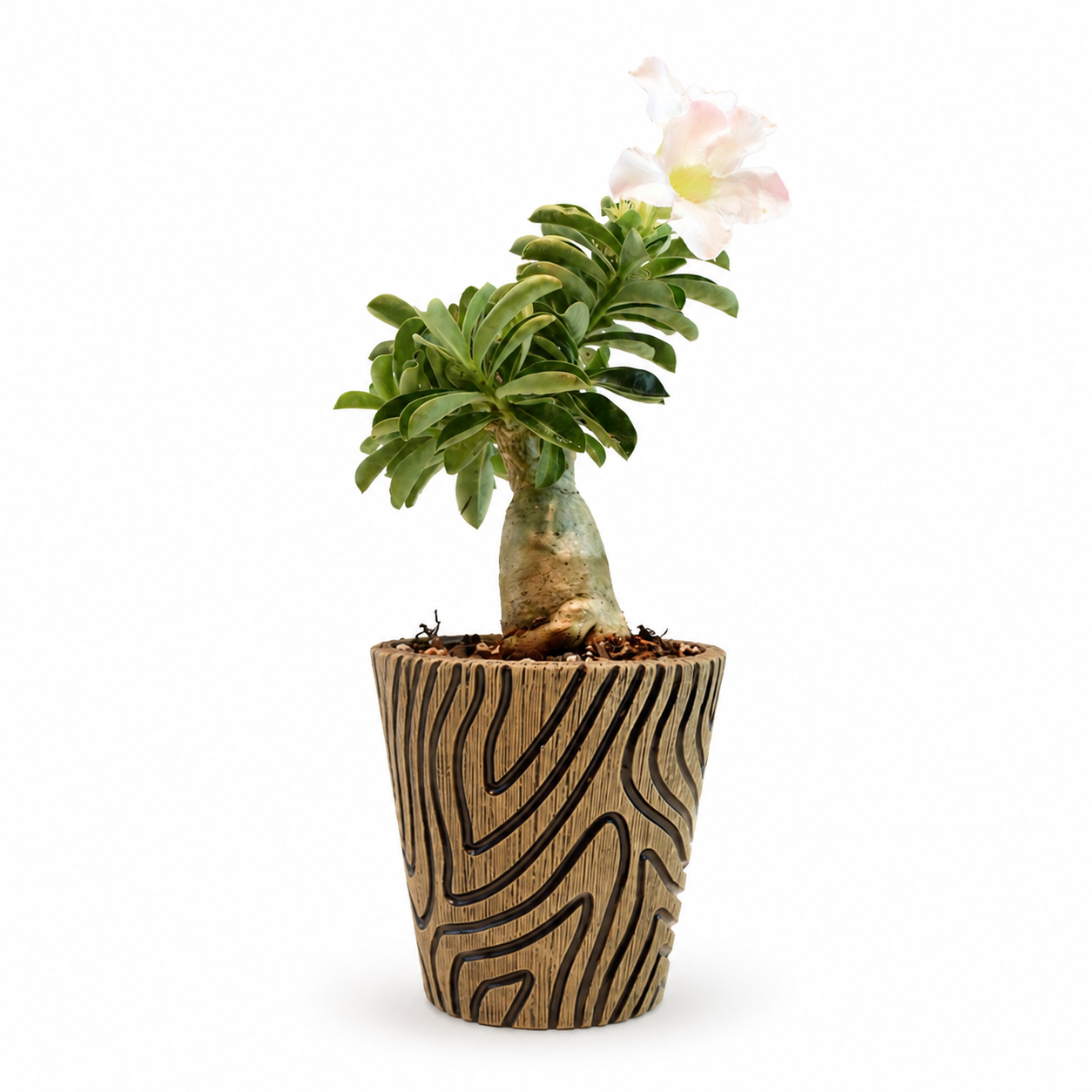 Desert Rose Bonsai Ceramic 5" Pot - One of a Kind Bonsai