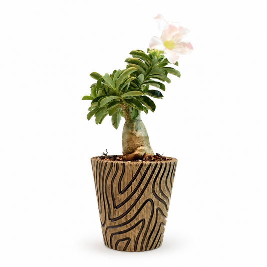 Desert Rose Bonsai Ceramic 5" Pot - One of a Kind Bonsai