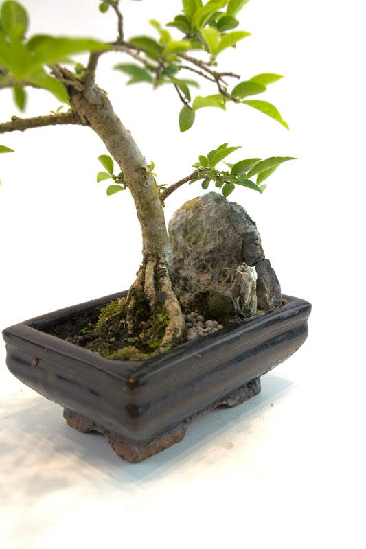 Barbados Cherry Bonsai Ceramic 5.5" Pot - One of a Kind Bonsai
