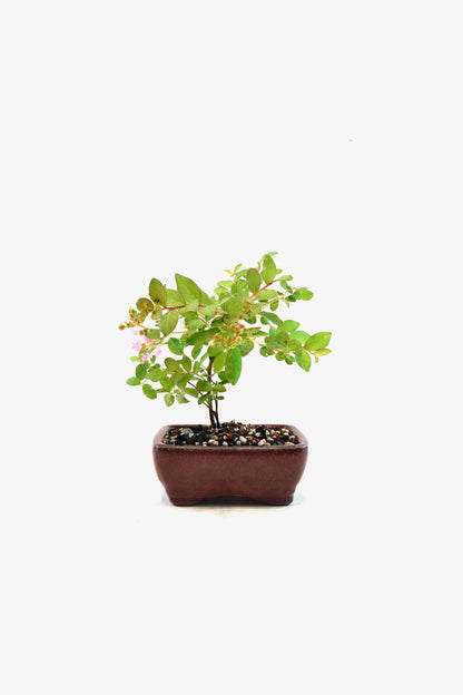 Dwarf Crape Myrtle Bonsai Tree in 5" Pot - One of a Kind Bonsai