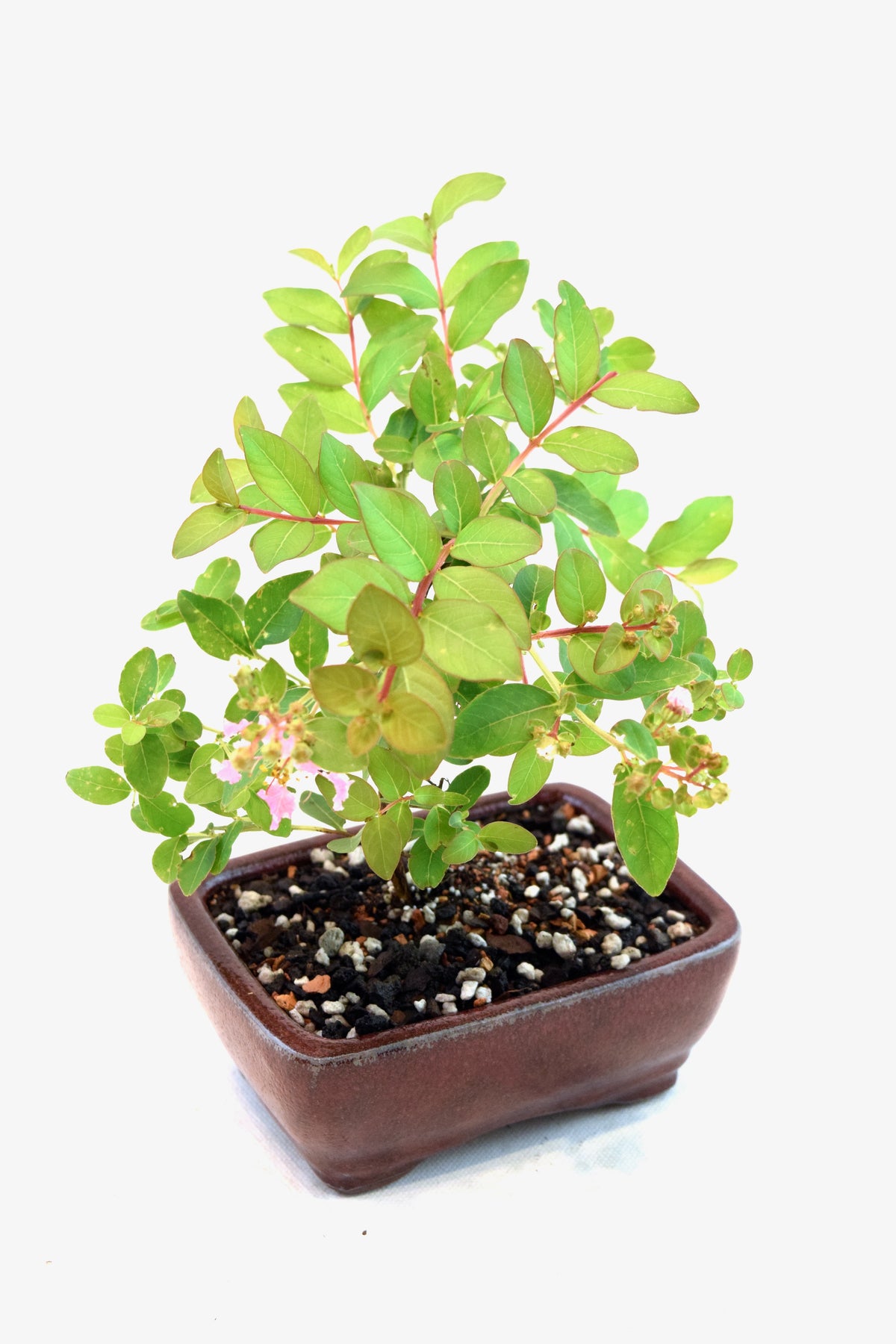 Dwarf Crape Myrtle Bonsai Tree in 5" Pot - One of a Kind Bonsai