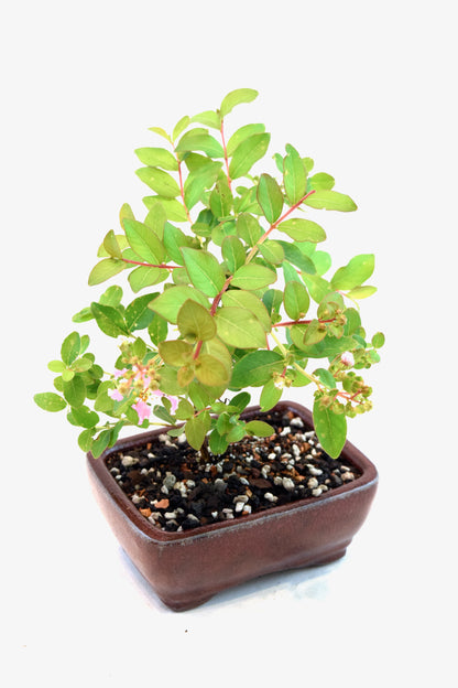 Dwarf Crape Myrtle Bonsai Tree in 5" Pot - One of a Kind Bonsai