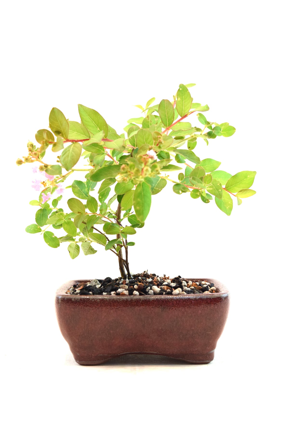 Dwarf Crape Myrtle Bonsai Tree in 5" Pot - One of a Kind Bonsai