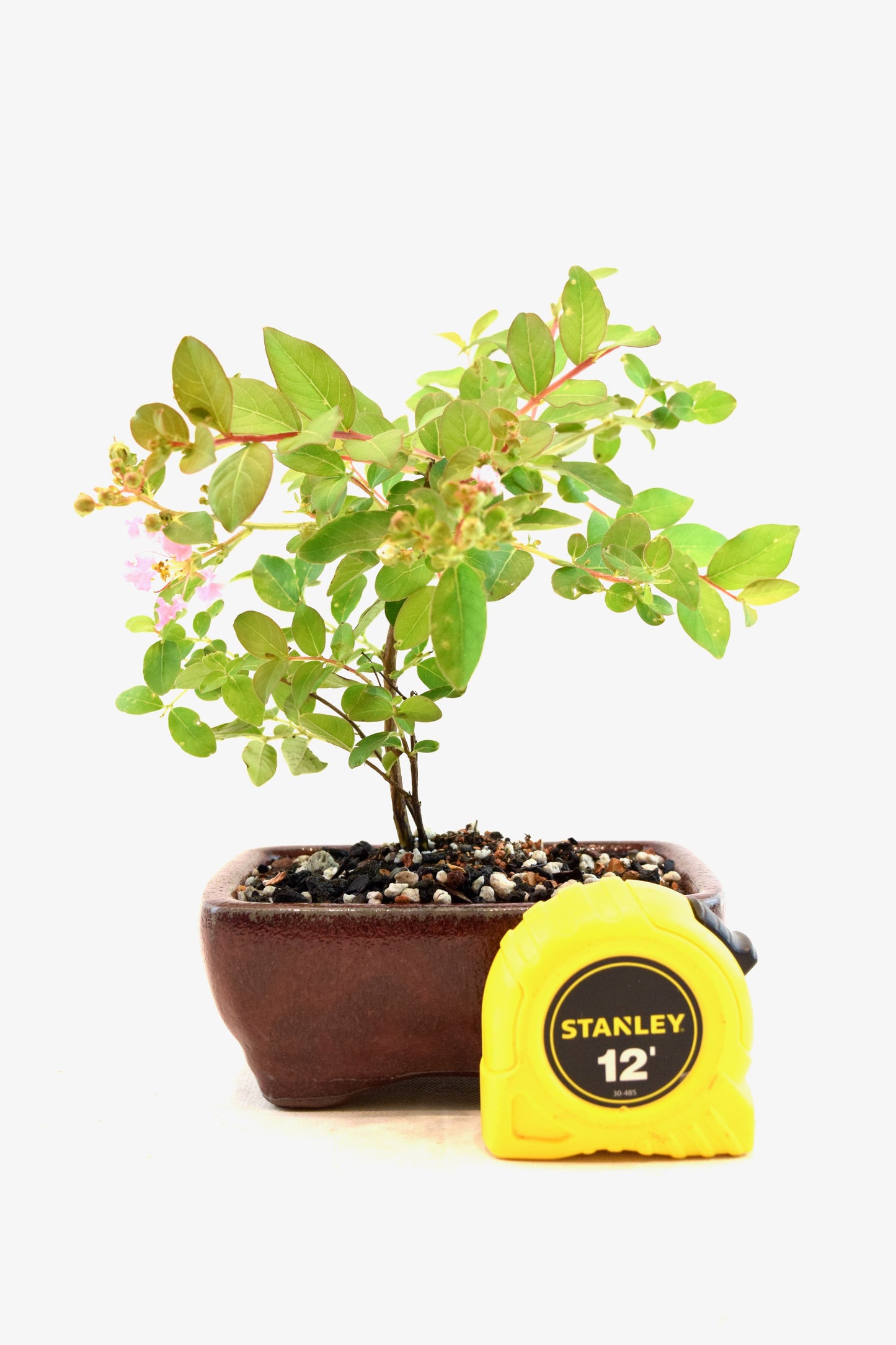 Dwarf Crape Myrtle Bonsai Tree in 5" Pot - One of a Kind Bonsai