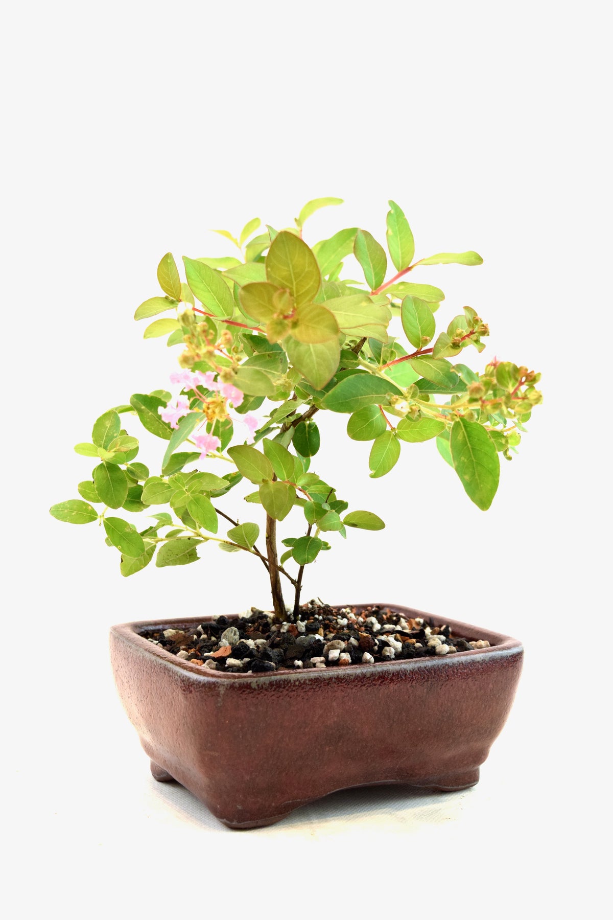 Dwarf Crape Myrtle Bonsai Tree in 5" Pot - One of a Kind Bonsai