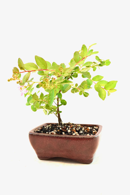 Dwarf Crape Myrtle Bonsai Tree in 5" Pot - One of a Kind Bonsai