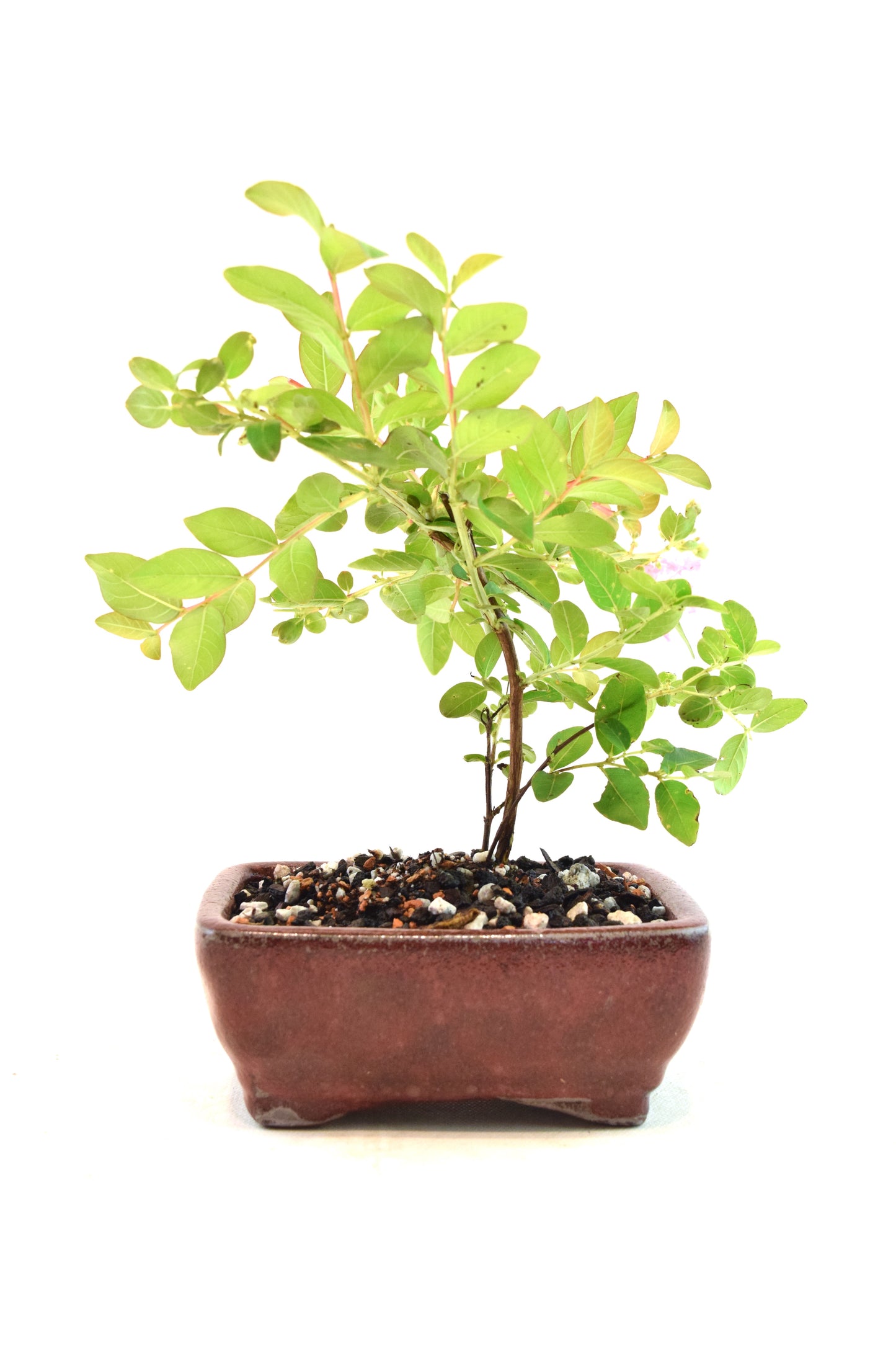 Dwarf Crape Myrtle Bonsai Tree in 5" Pot - One of a Kind Bonsai