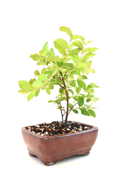 Dwarf Crape Myrtle Bonsai Tree in 5" Pot - One of a Kind Bonsai