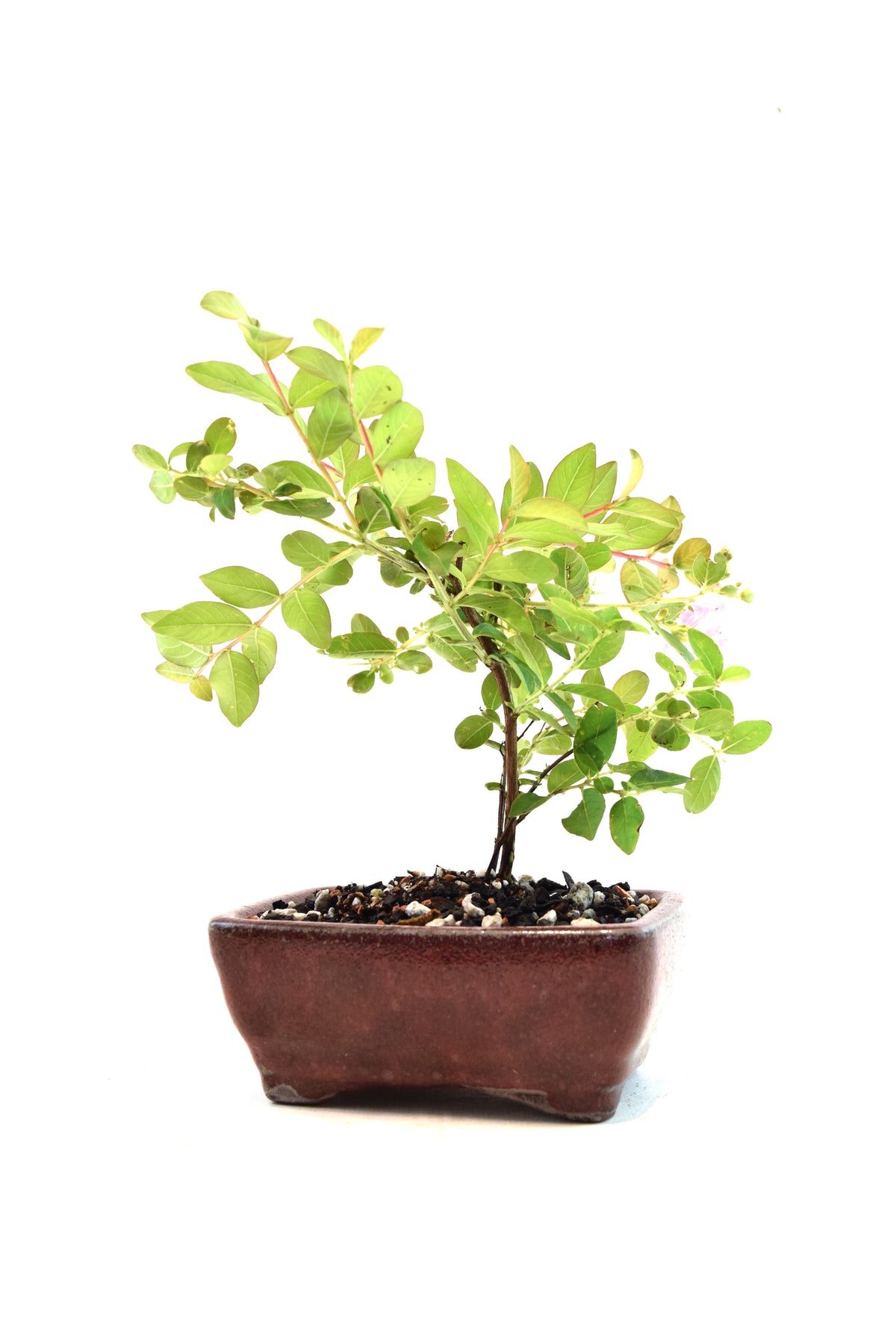 Dwarf Crape Myrtle Bonsai Tree in 5" Pot - One of a Kind Bonsai