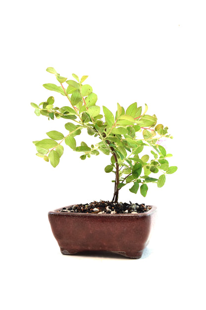 Dwarf Crape Myrtle Bonsai Tree in 5" Pot - One of a Kind Bonsai