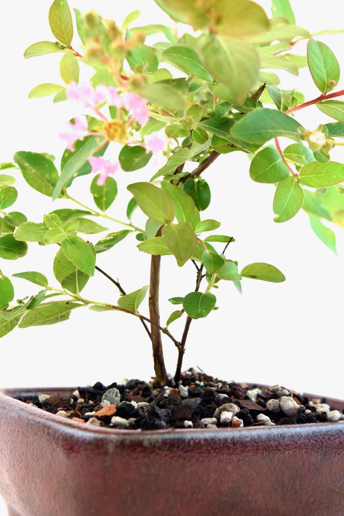 Dwarf Crape Myrtle Bonsai Tree in 5" Pot - One of a Kind Bonsai