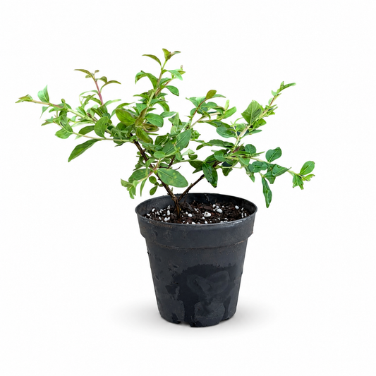 Dwarf Crape Myrtle in 4"Pot - Pre-Bonsai