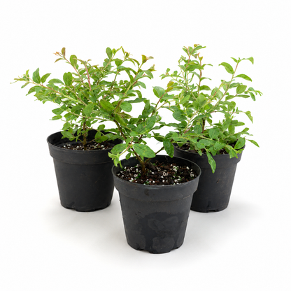 Dwarf Crape Myrtle in 4"Pot - Pre-Bonsai