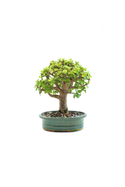 Dwarf Green Jade Ceramic 6" Pot - One of a Kind Bonsai