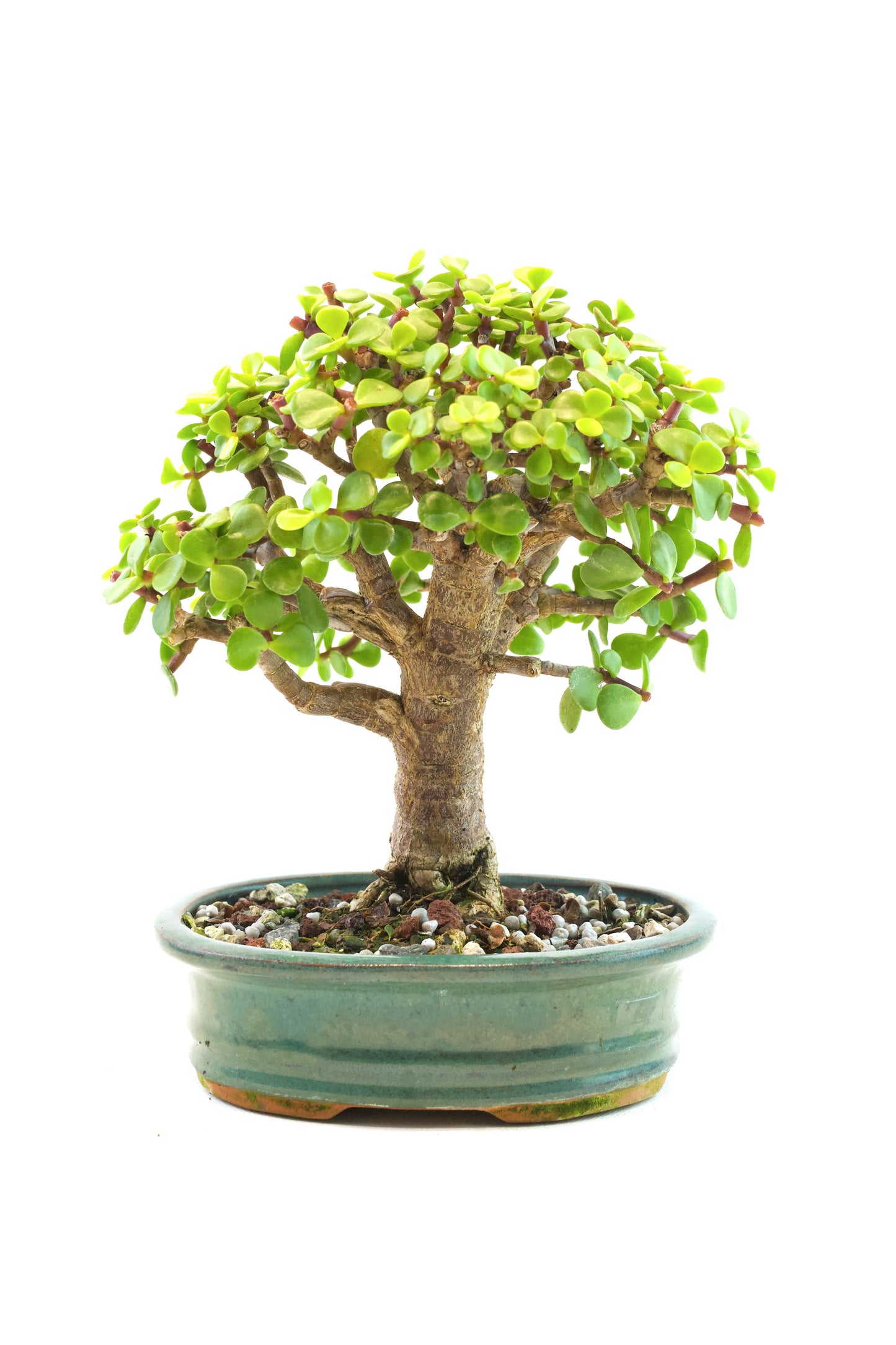 Dwarf Green Jade Ceramic 6" Pot - One of a Kind Bonsai