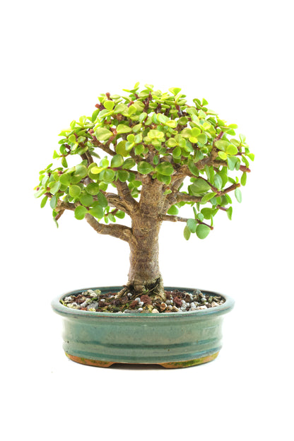 Dwarf Green Jade Ceramic 6" Pot - One of a Kind Bonsai
