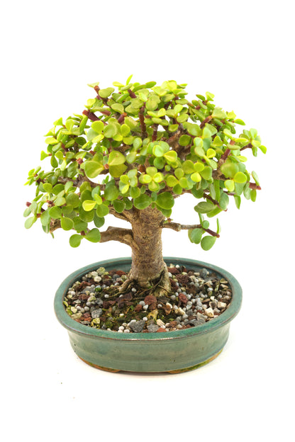 Dwarf Green Jade Ceramic 6" Pot - One of a Kind Bonsai