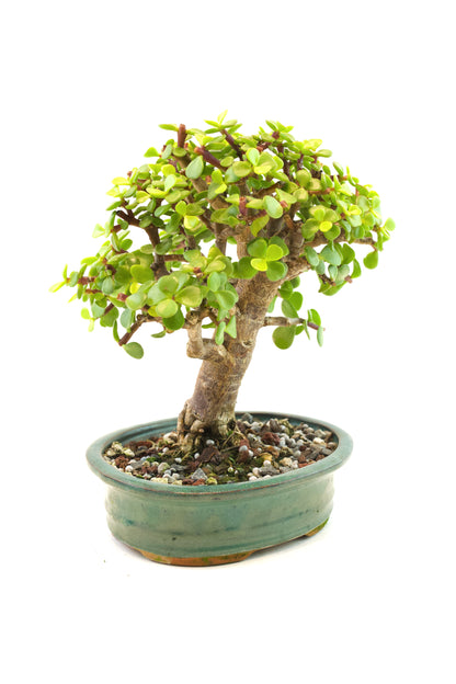 Dwarf Green Jade Ceramic 6" Pot - One of a Kind Bonsai