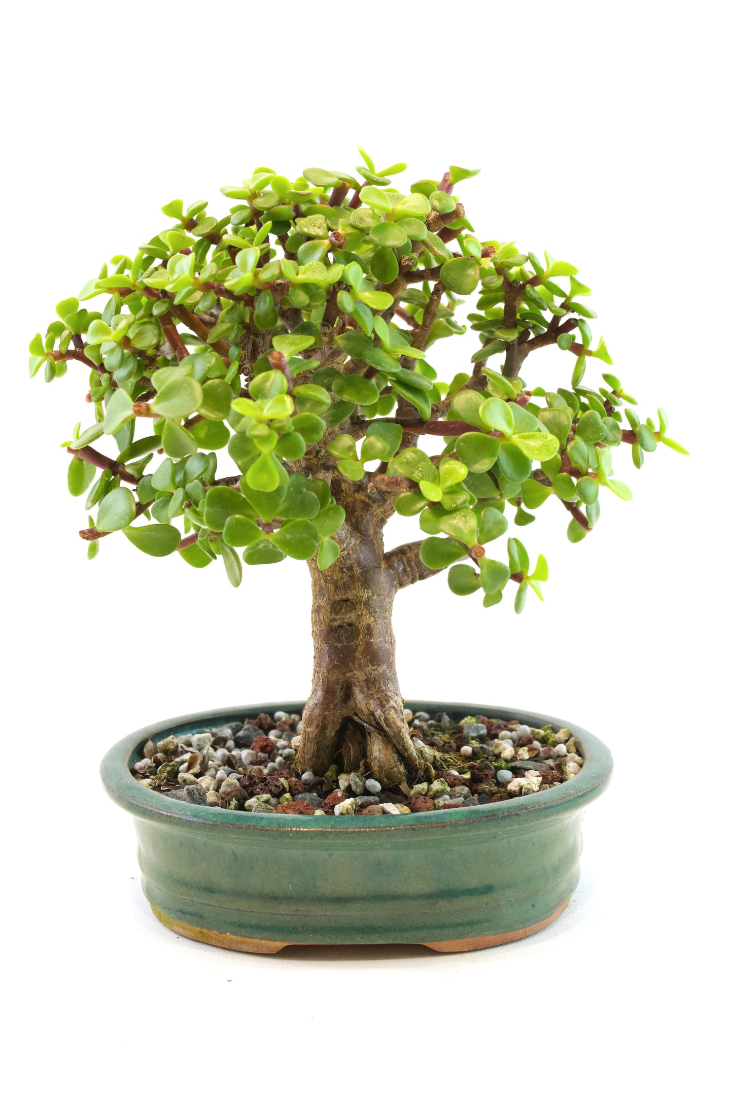 Dwarf Green Jade Ceramic 6" Pot - One of a Kind Bonsai