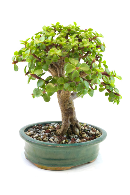 Dwarf Green Jade Ceramic 6" Pot - One of a Kind Bonsai