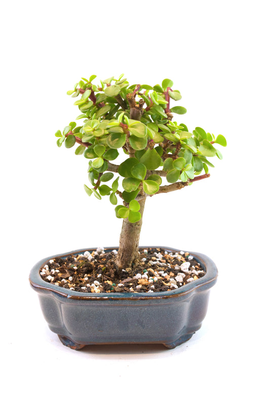 Dwarf Green Jade Ceramic 6" Pot - One of a Kind Bonsai