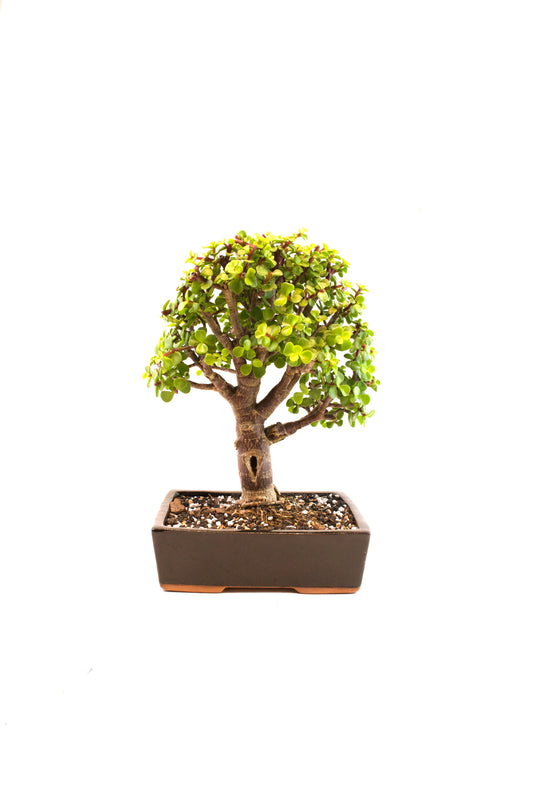 Dwarf Green Jade Ceramic 7" Pot - One of a Kind Bonsai