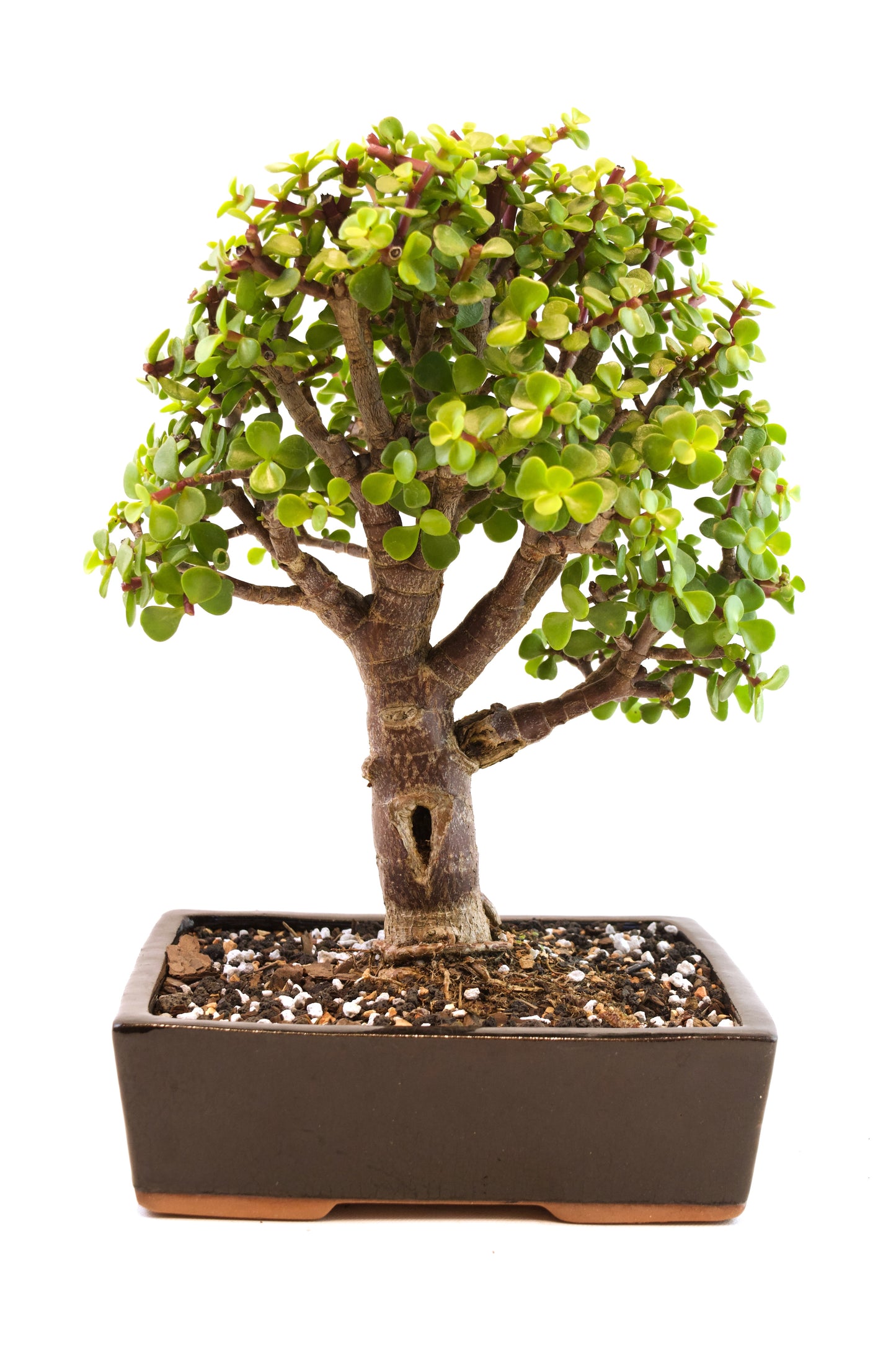 Dwarf Green Jade Ceramic 7" Pot - One of a Kind Bonsai