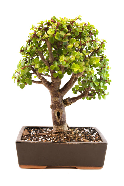 Dwarf Green Jade Ceramic 7" Pot - One of a Kind Bonsai