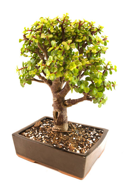 Dwarf Green Jade Ceramic 7" Pot - One of a Kind Bonsai