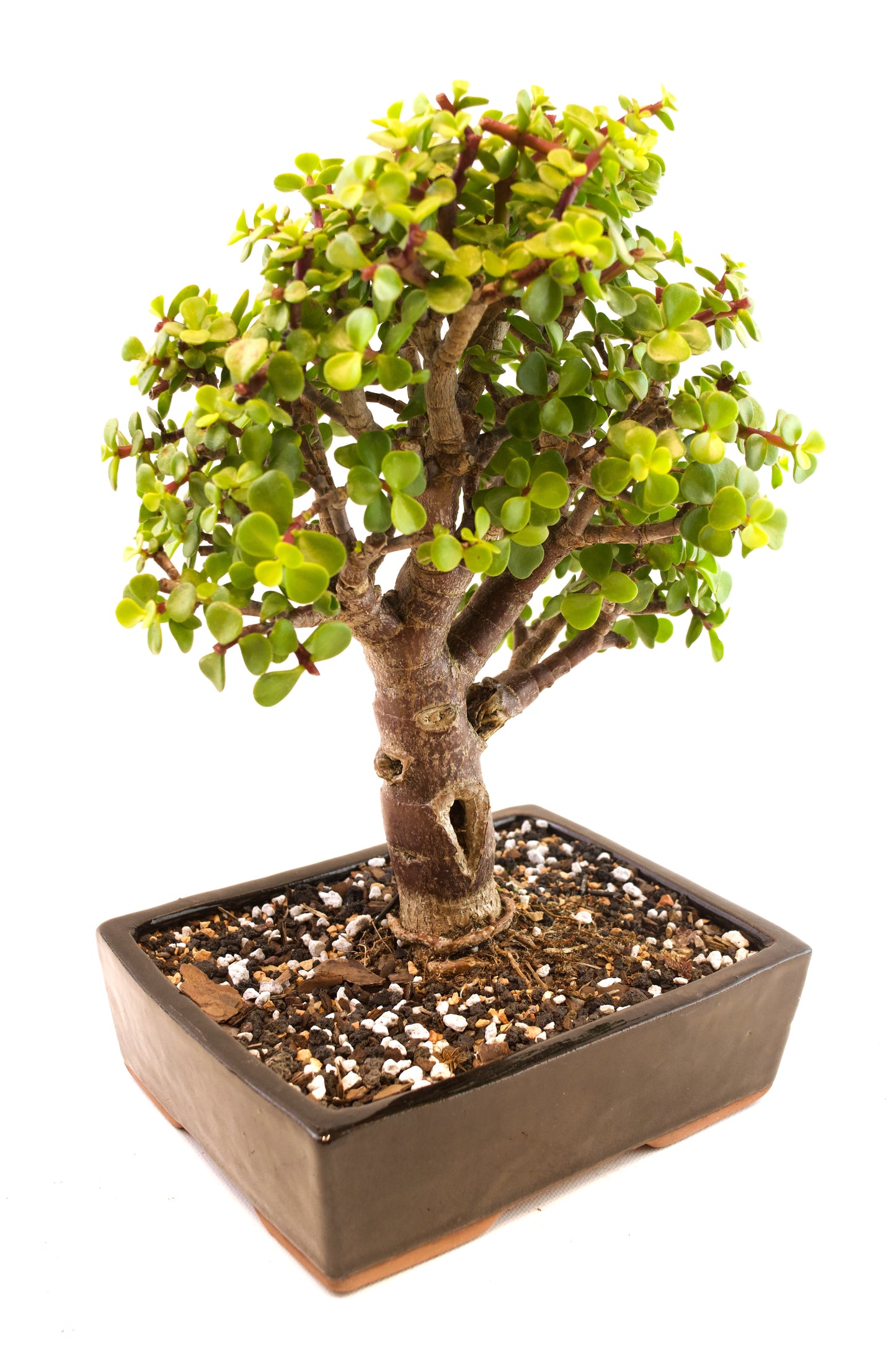 Dwarf Green Jade Ceramic 7" Pot - One of a Kind Bonsai