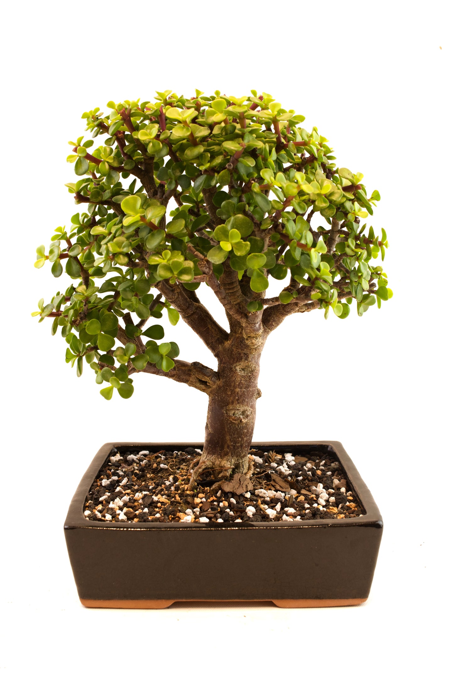 Dwarf Green Jade Ceramic 7" Pot - One of a Kind Bonsai