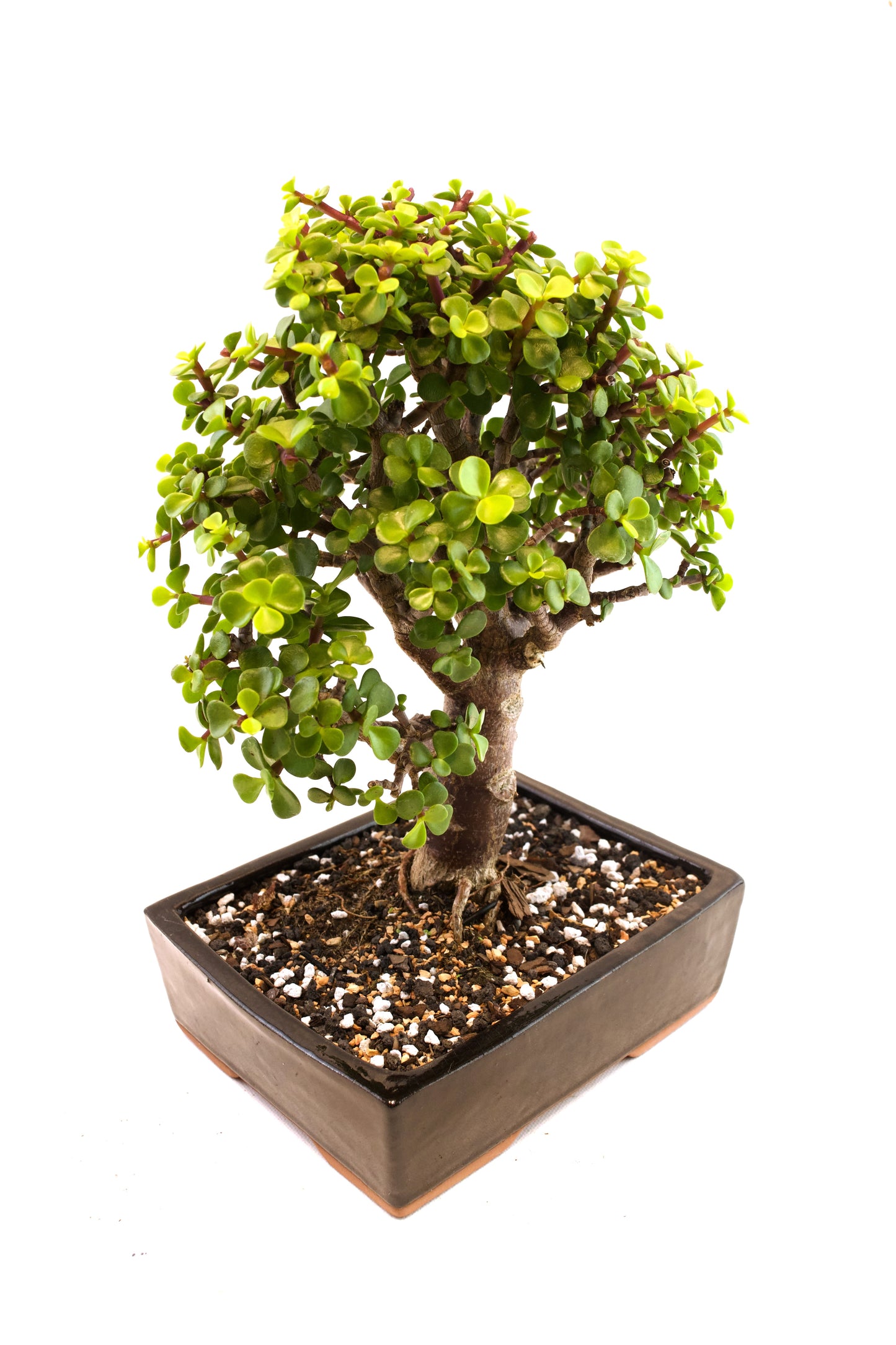 Dwarf Green Jade Ceramic 7" Pot - One of a Kind Bonsai